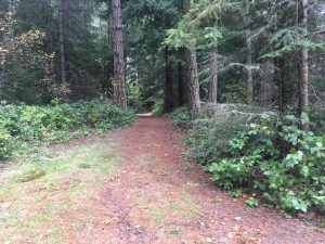Dirt road through the woods on Cypress Island
