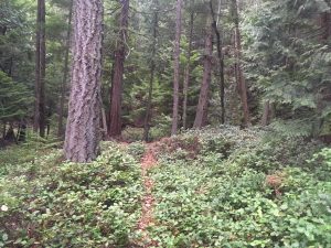 Woodland trail on Cypress Island