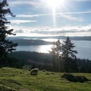 Sheep grazing on a grassy hillside with a view South across the bay