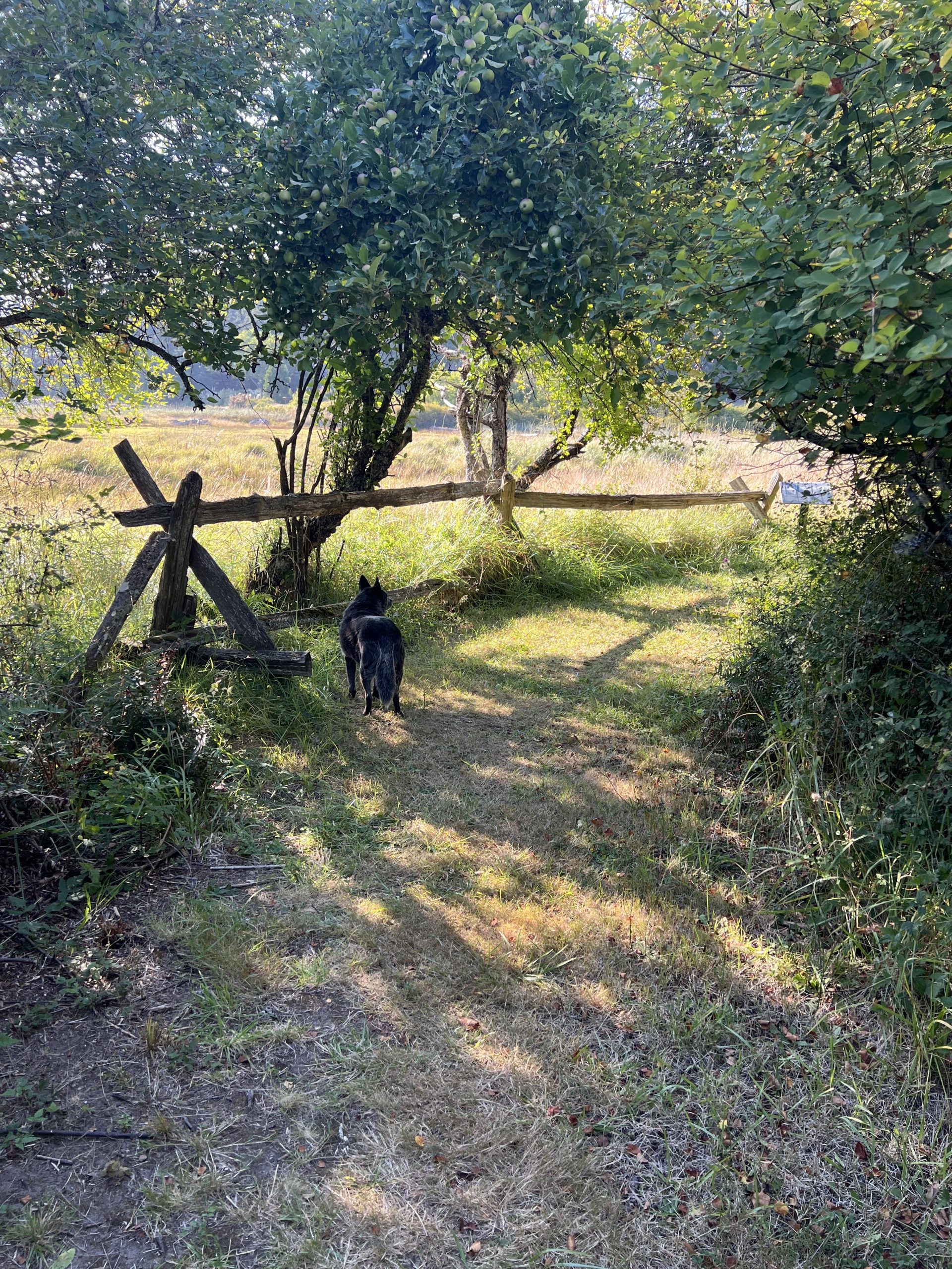 September trail through the trees